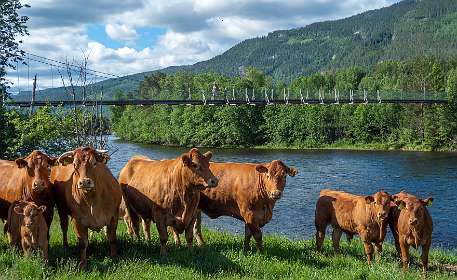 De hangbrug bij Rollag
