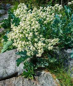 Crambe maritima