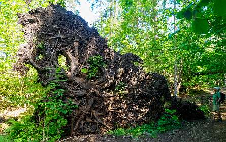 Een enorme omgewaaide boom