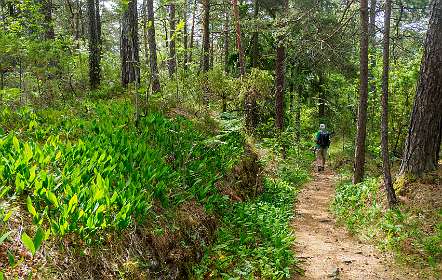 Veel lelietjes van dalen