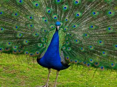 De pauw in de Tea Garden