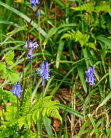 Bluebells