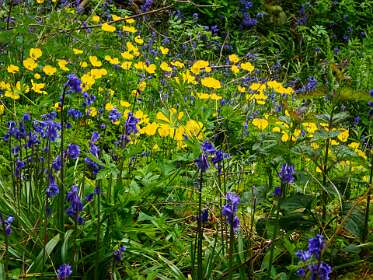 Bluebells en Poppies