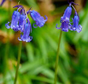 Bluebells