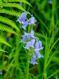 Bluebells