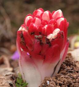 Deze parasiet zagen we ook in Griekenland.