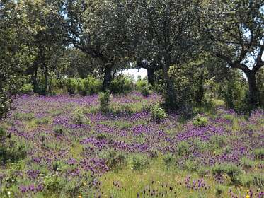 Lavendel onder se steeneiken