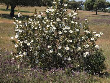Je ziet hiet veel Cistus