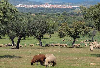 In de verte Malpertide de Placentia