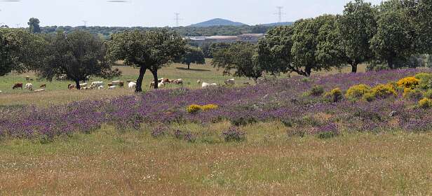 De dehessa tegenover de camping