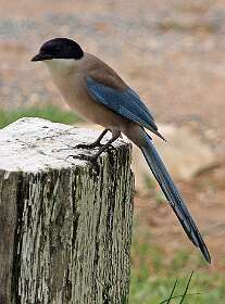 Blauwe ekster, komt alleen hier en in Beijing (China) voor.