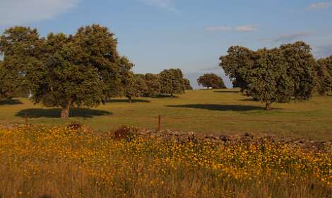 De dehessa in avondlicht achter de camping