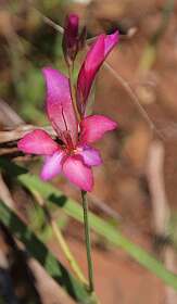 Gladiolus italicus