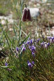 Fritellaria met Irissen