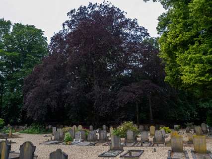 De Joodse bergraafplaats