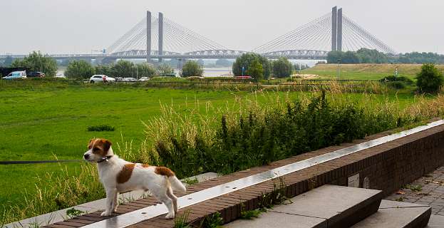 De [Martinus Nijhoffbrug](https://nl.wikipedia.org/wiki/Martinus_Nijhoffbrug)
