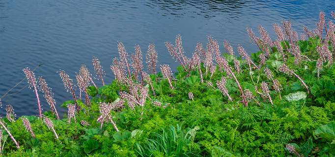 Groothoefblad langs de Martinetsingel