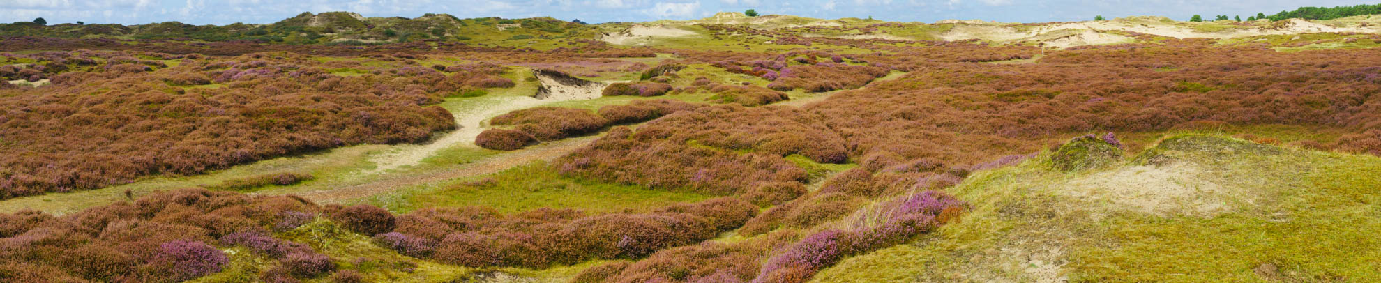 Klik om de knoppen hierboven te tonen of te verbergen