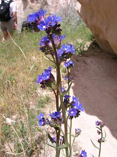 Anchusa