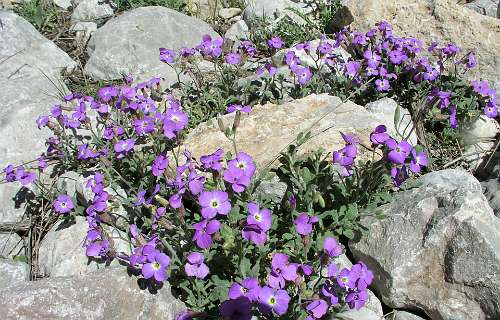 Aubrietia
