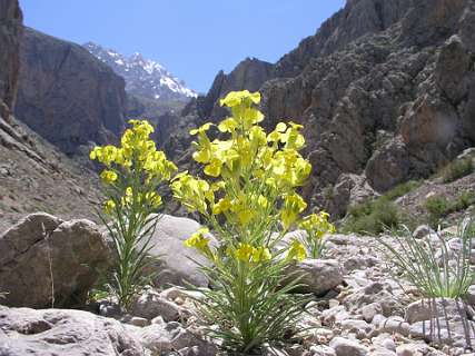Erysimum ?