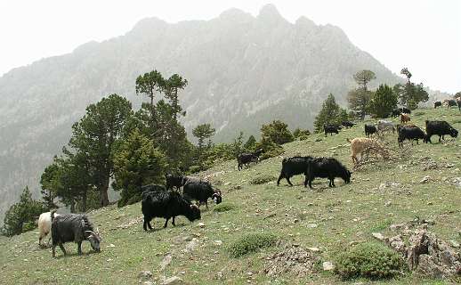 Geiten in het Bolkar gebergte