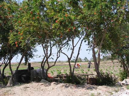 Granaatappel bomen in de Göksu-rivier delta