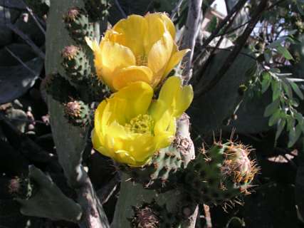Opuntia