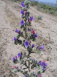 Echium (slangenkruid)