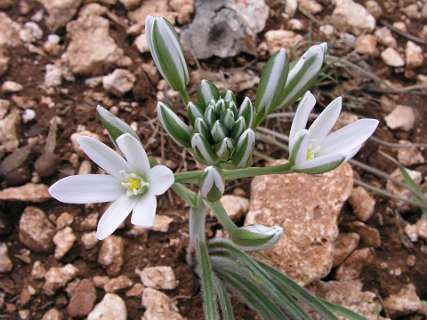 Ornitogalm (Vogelmelk)