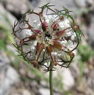 Uitkomende Wilde Peen