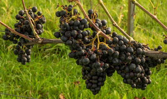 13: 231001-112030_Ypelo