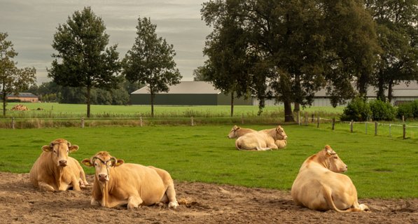 18: 231001-120706_Ypelo<br>Blonde Acquitaines