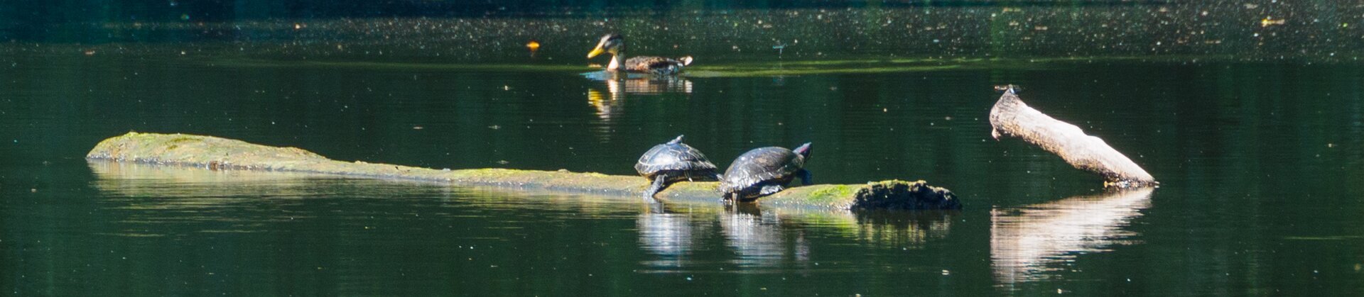 Klik om de knoppen te tonen of te verbergen