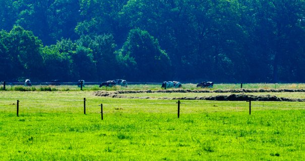 8: 230625-095437_Gravenallee