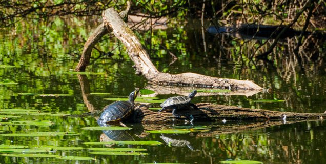 22: 230625-102344_Gravenallee