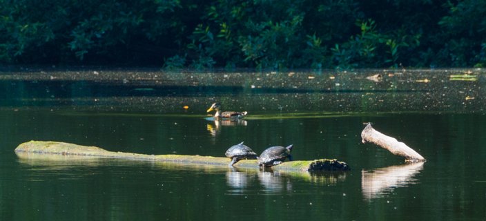 23: 230625-102411_Gravenallee