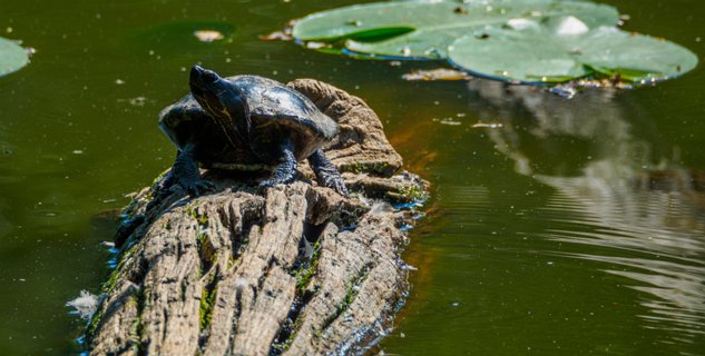 25: 230625-102755_Gravenallee