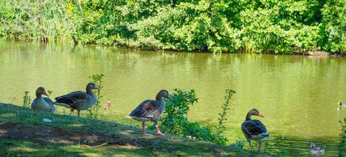 31: 230625-105555_Gravenallee<br>Schelfhorst vijver