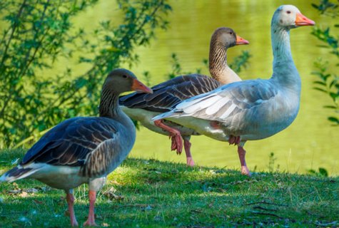 32: 230625-105615_Gravenallee