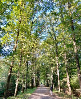 25: IMG_7232<br>Terug in het Nijreesbos