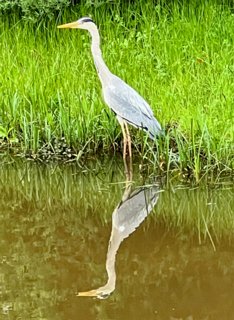 34: IMG_2272<br>Reiger langs de Markgraven