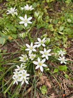 22: IMG_2379<br>Wolfsmelk