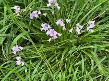 15: IMG_2384<br>Lenteklokjes