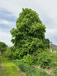 37: IMG_2390<br>Kastanjeboom langs de Sluitersveldsingel
