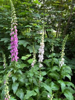 4: IMG_2638<br>Vingerhoedskruid