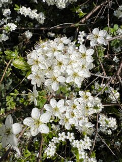 7: IMG_6230(1)<br>Prunus cerasifera / Kerspruim