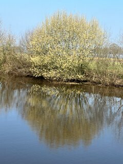 17: IMG_6231<br>Wilg