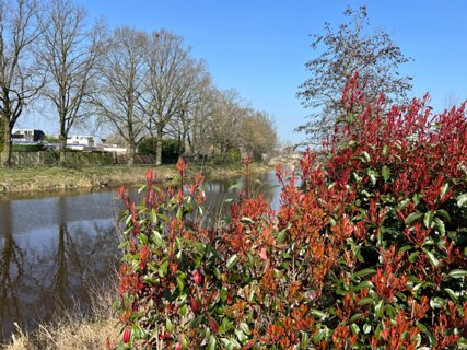 31: IMG_6233<br>Photinia