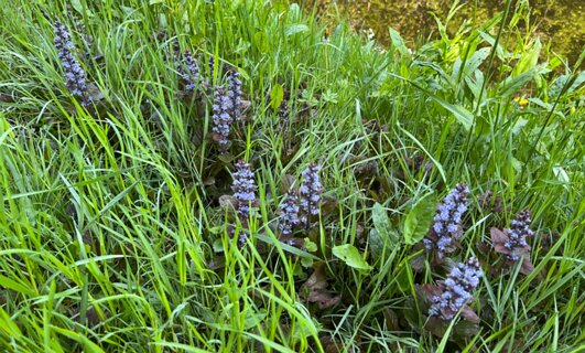 10: IMG_6412<br>Kruipend Zenegroen